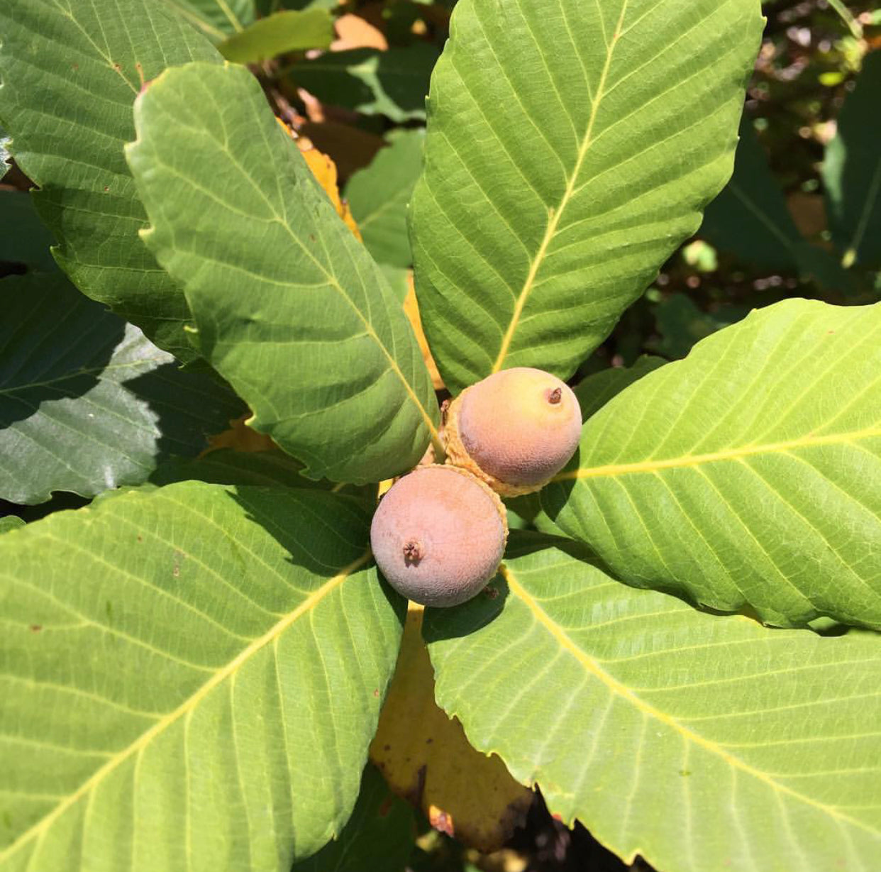 Quercus sadleriana 20.0075 [Kalmiopsis]