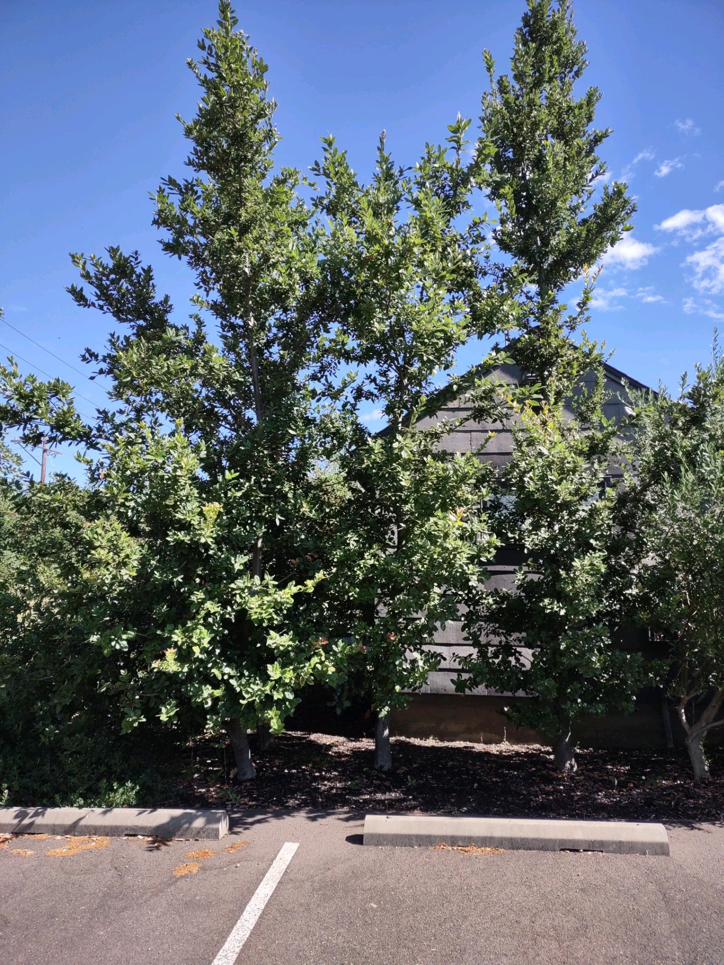 *RETAIL - Quercus tomentella [Arroyo Grande]