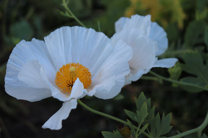 *RETAIL - Romneya coulteri