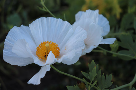 *RETAIL - Romneya coulteri