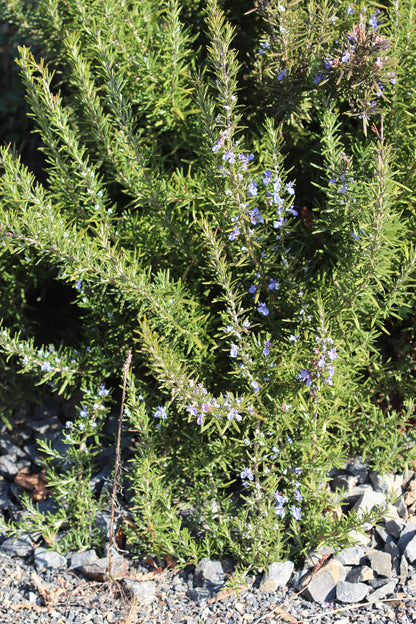 *RETAIL - Rosmarinus officinalis 'Huntington Carpet'