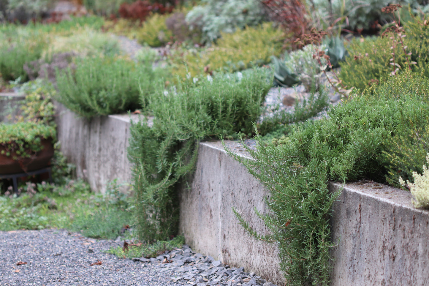 *RETAIL - Rosmarinus officinalis 'Huntington Carpet'