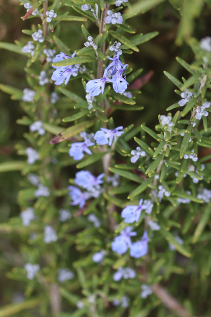 *RETAIL - Rosmarinus officinalis 'Huntington Carpet'