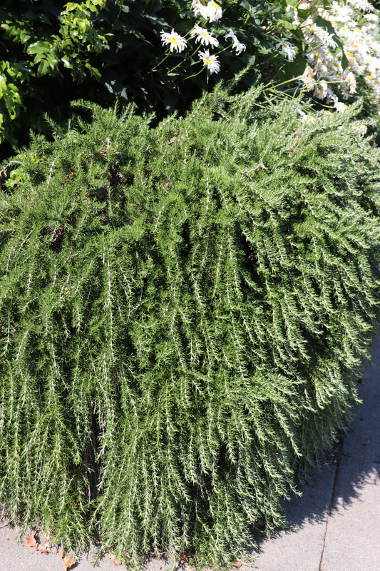 *RETAIL - Rosmarinus officinalis 'Irene'