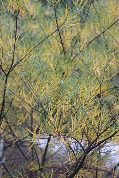 *RETAIL - Salix elaeagnos ssp. angustifolia