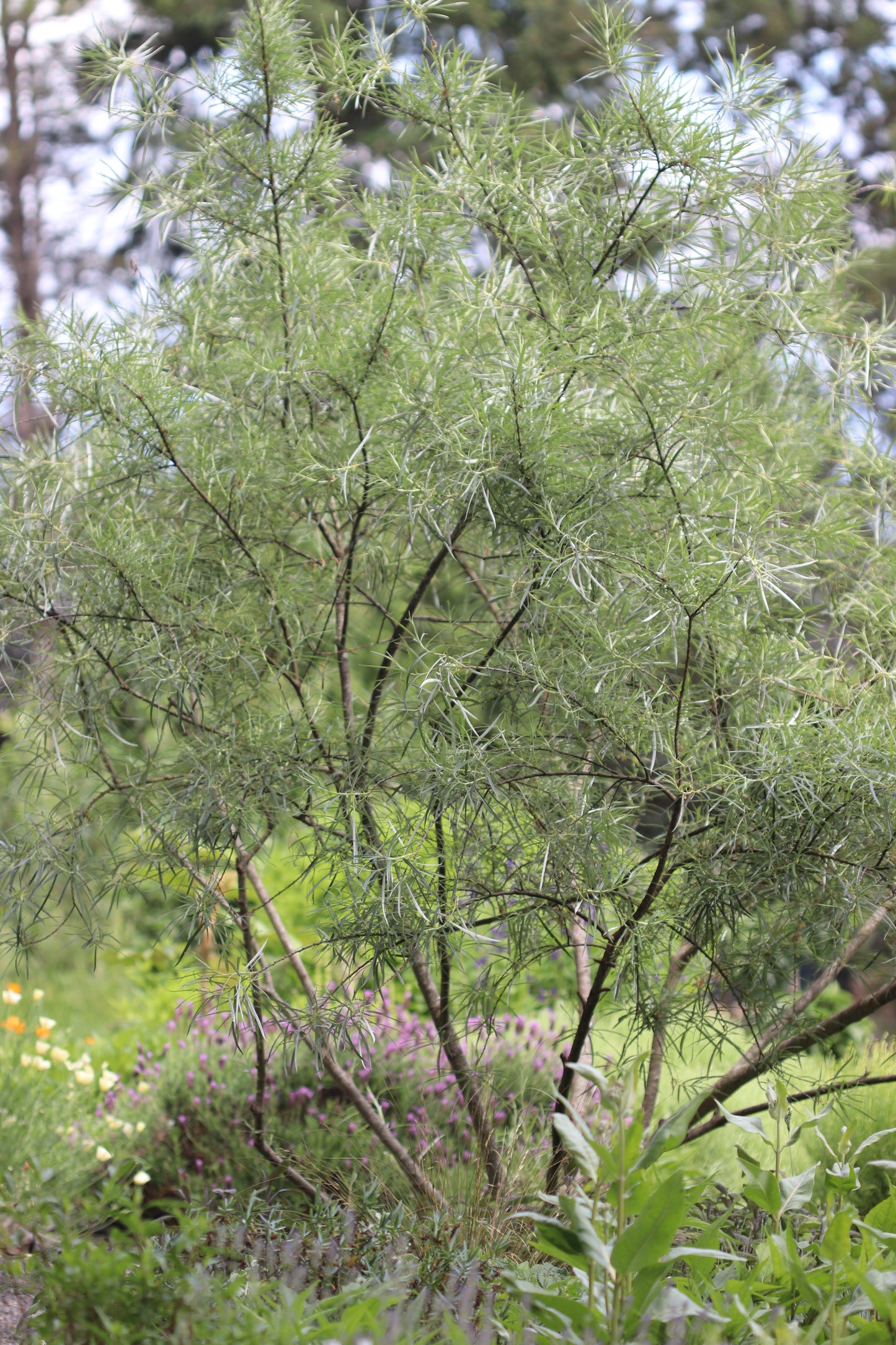 *RETAIL - Salix elaeagnos ssp. angustifolia