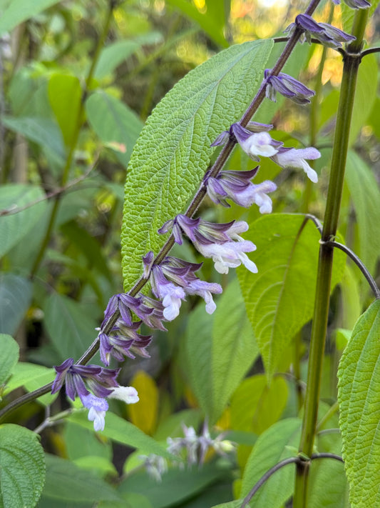 *RETAIL - Salvia 'Waverly'