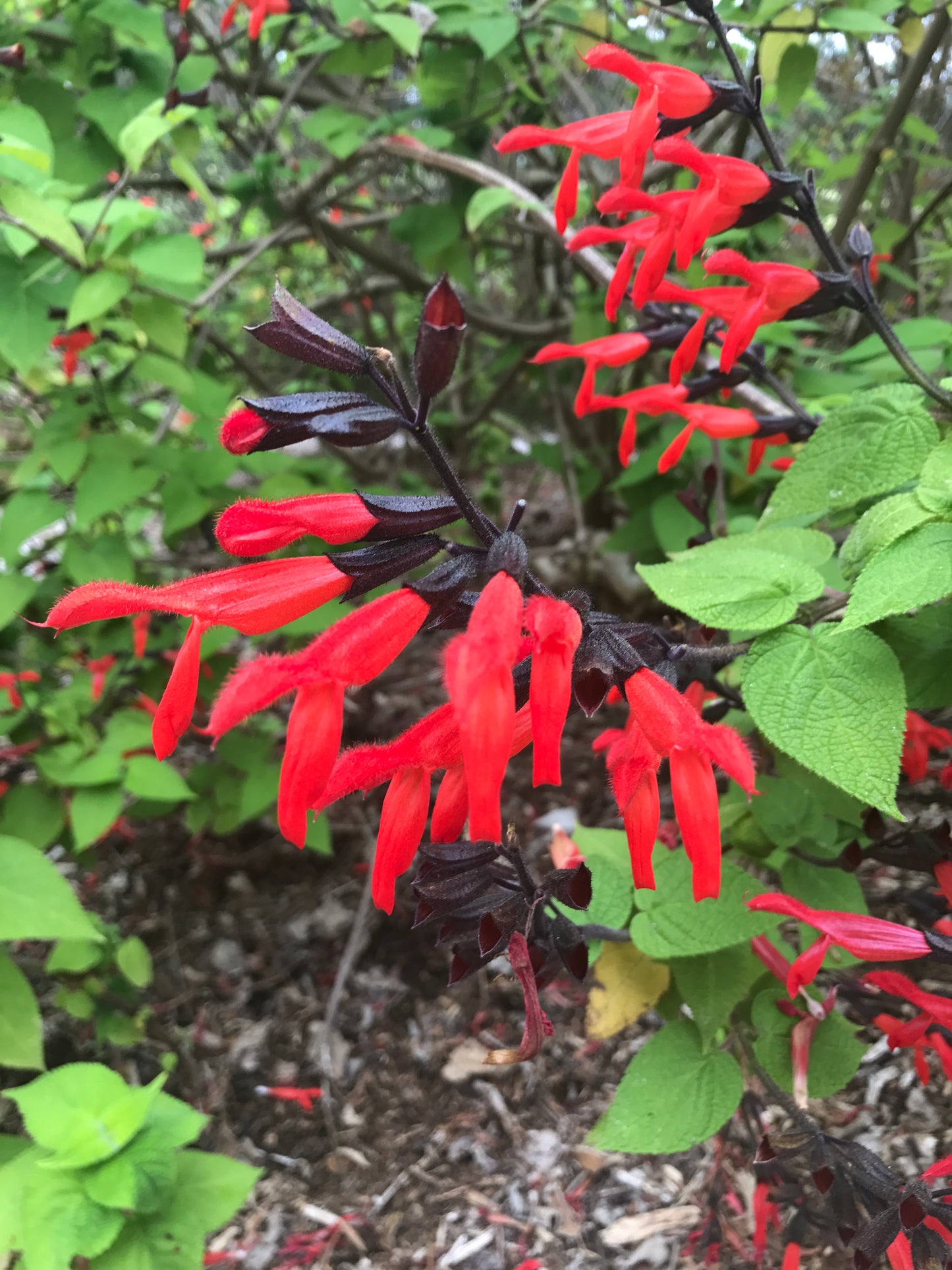 Salvia gesneriiflora 'Mole Poblano'