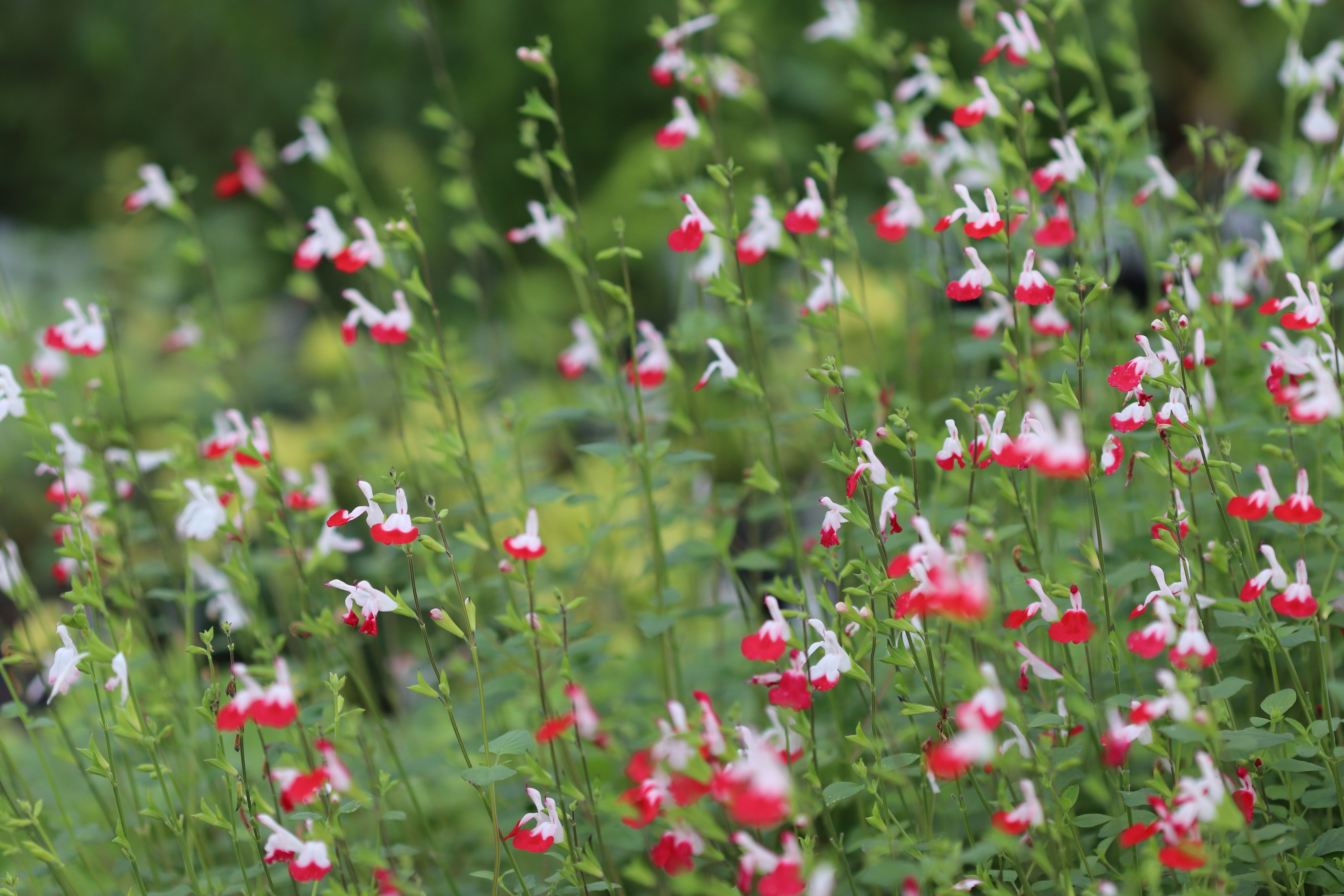 Cistus Nursery Salvia microphylla