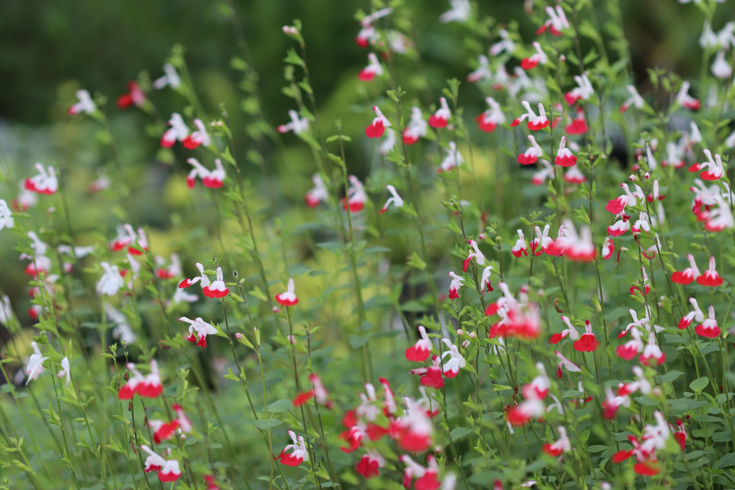 *RETAIL - Salvia microphylla 'Hot Lips'