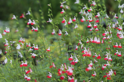 *RETAIL - Salvia microphylla 'Hot Lips'