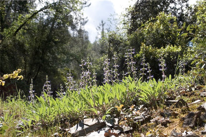 Salvia sonomensis 'Blue Canyon’