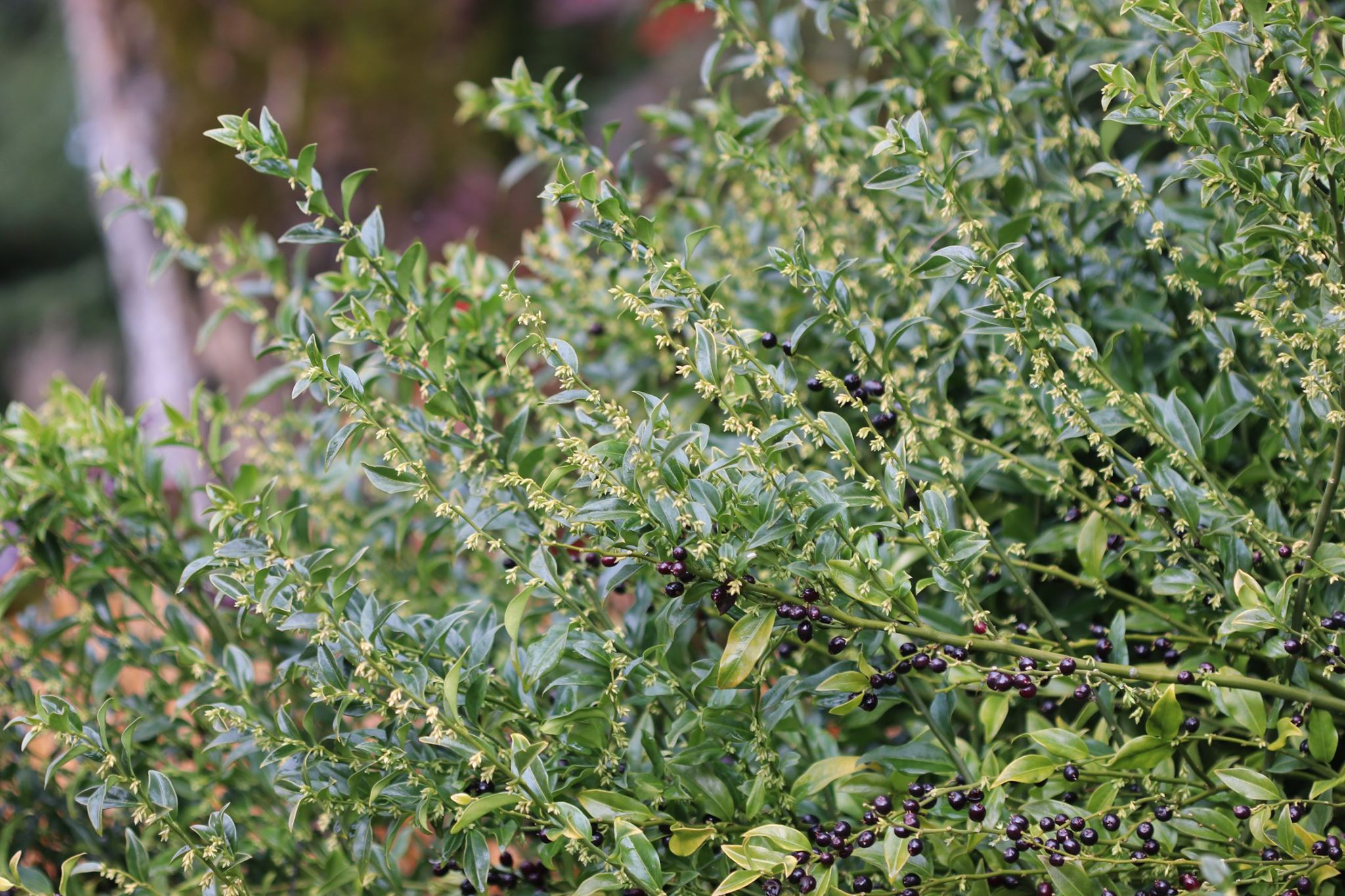 *RETAIL - Sarcococca ruscifolia – Cistus Nursery