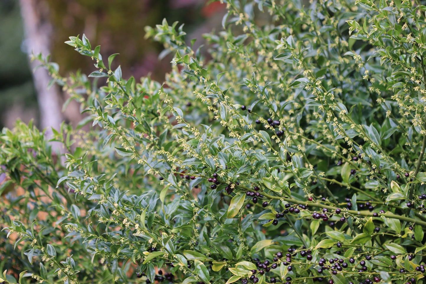 *RETAIL - Sarcococca ruscifolia