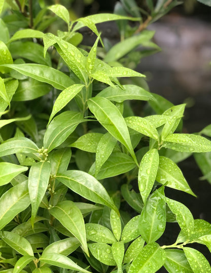 Sarcococca wallichii