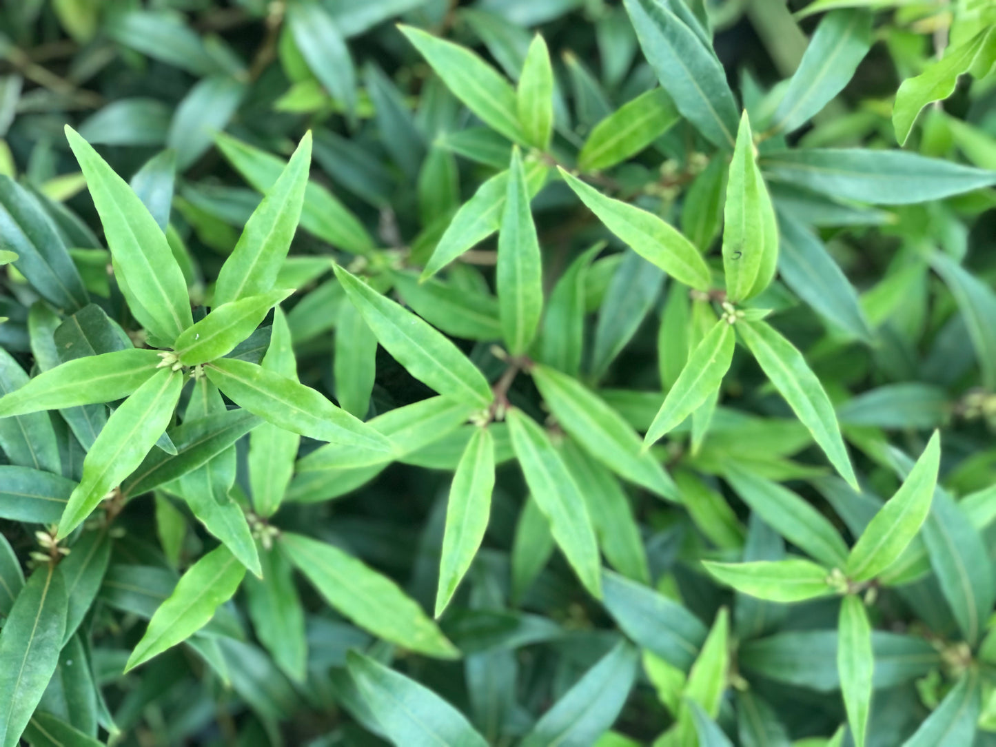 Sarcococca wallichii