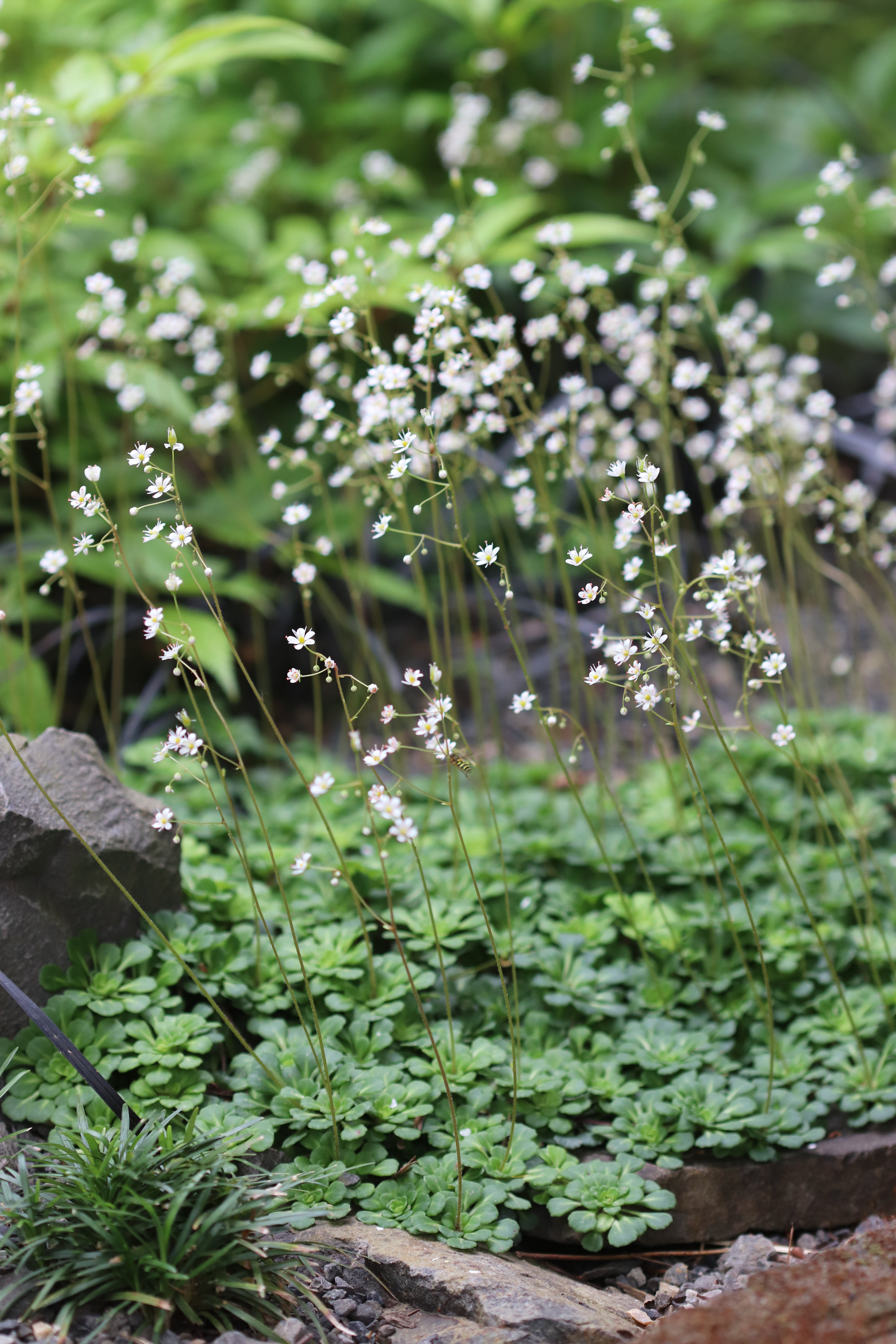 Saxifraga x 'Primuloides' – Cistus Nursery