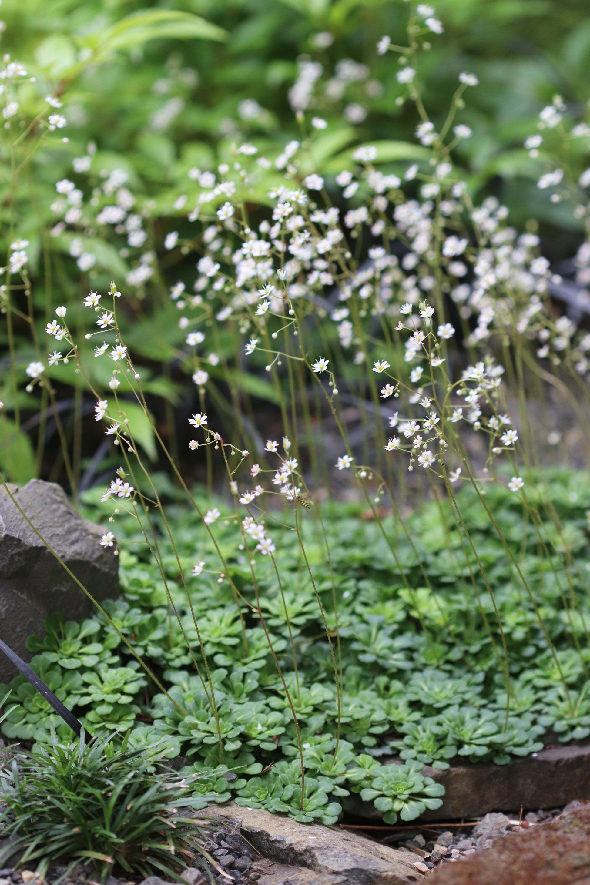 saxifraga succulent Saxifraga x 'Primuloides'