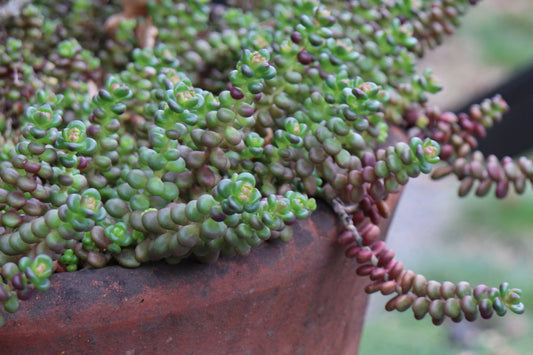 *RETAIL - Sedum divergens