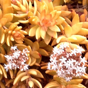 *RETAIL - Sedum nussbaumerianum