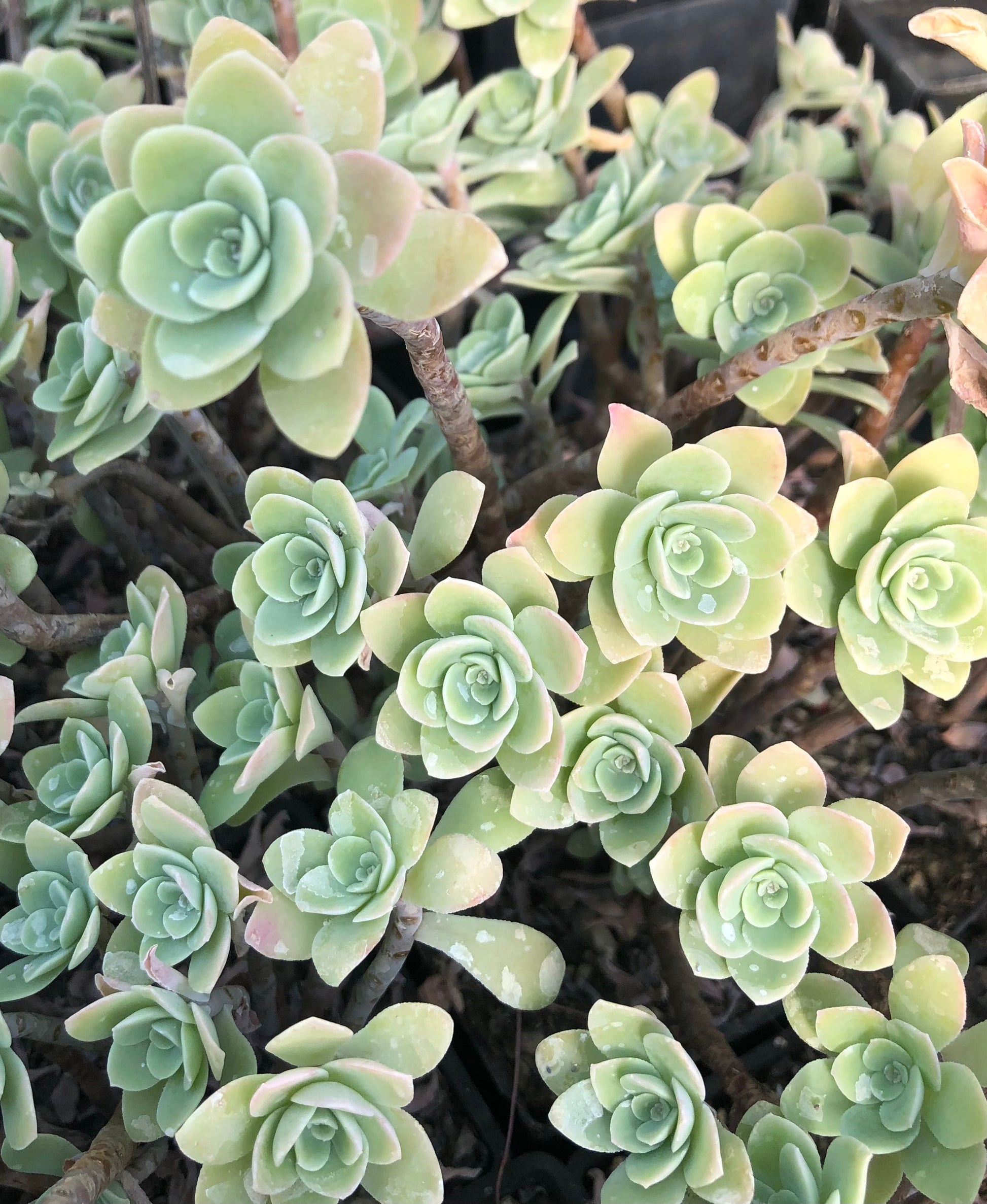 sedum palmeri succulent Sedum palmeri 'Guatemala'