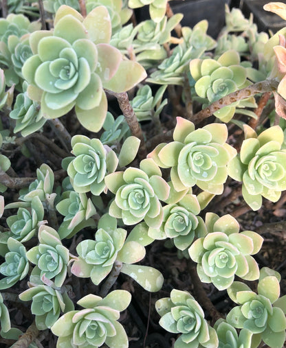 Sedum palmeri 'Guatemala'