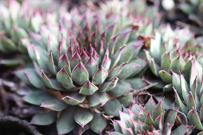 Sempervivum 'Amanda'