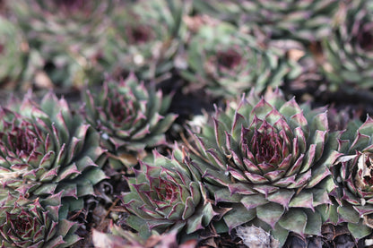 Sempervivum 'Amanda'