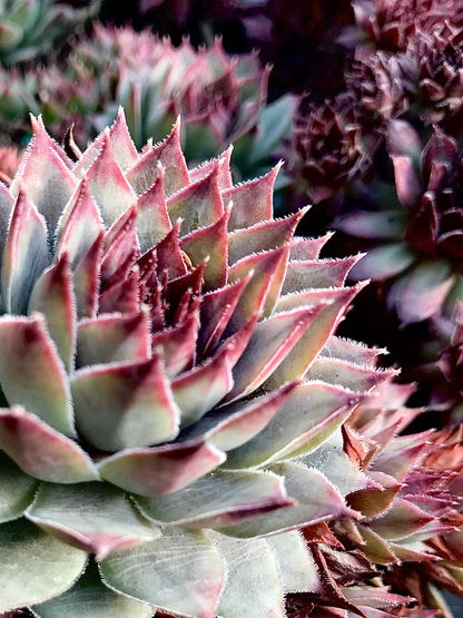 *RETAIL - Sempervivum 'Blue Boy'