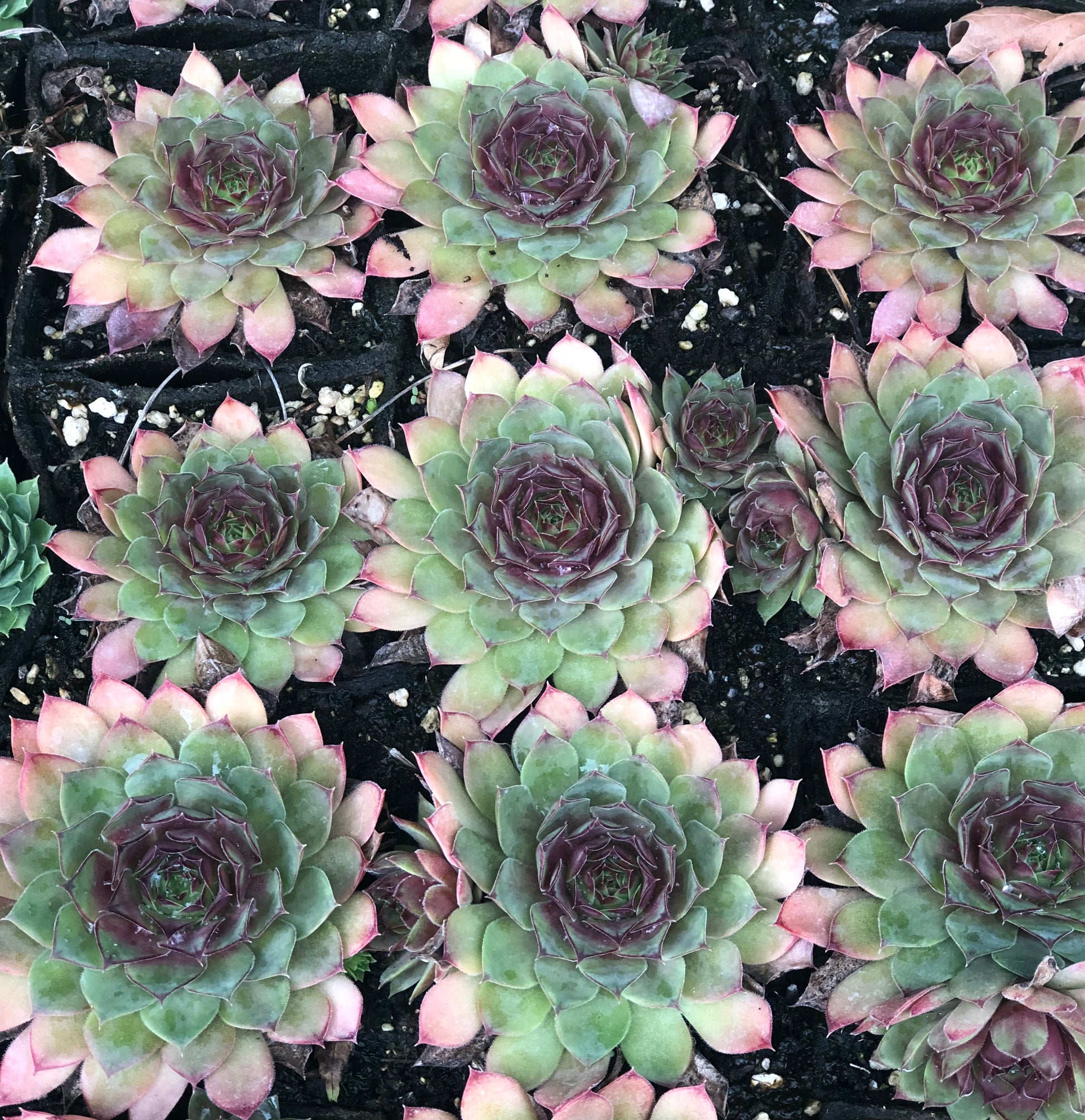 succulents burning Sempervivum 'Burning Star'