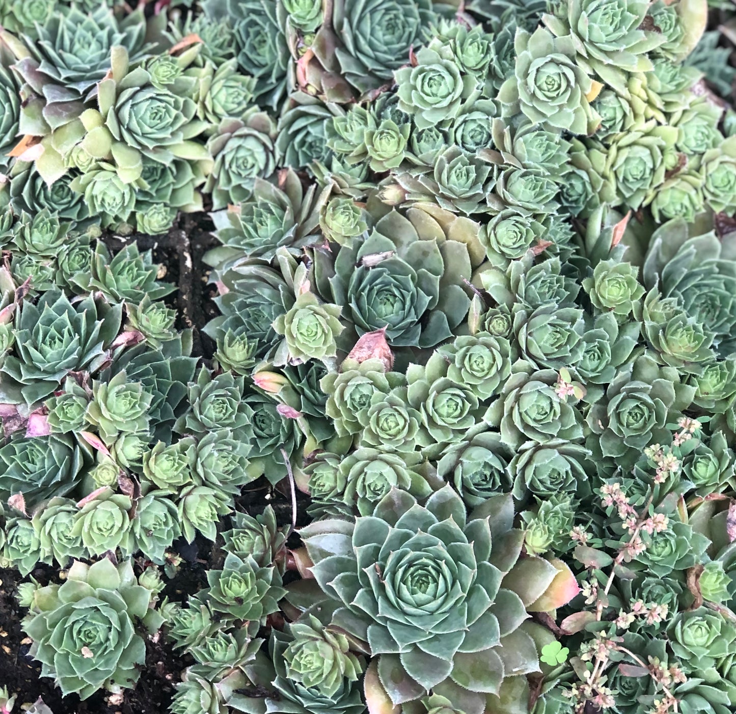 Sempervivum 'Glowing Embers'