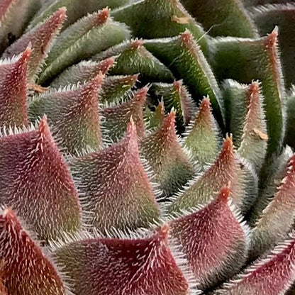 Sempervivum 'Grey Dawn'