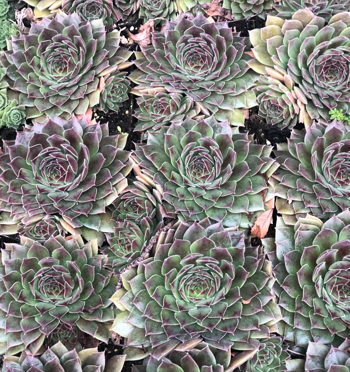 Sempervivum 'Pacific Joyce'