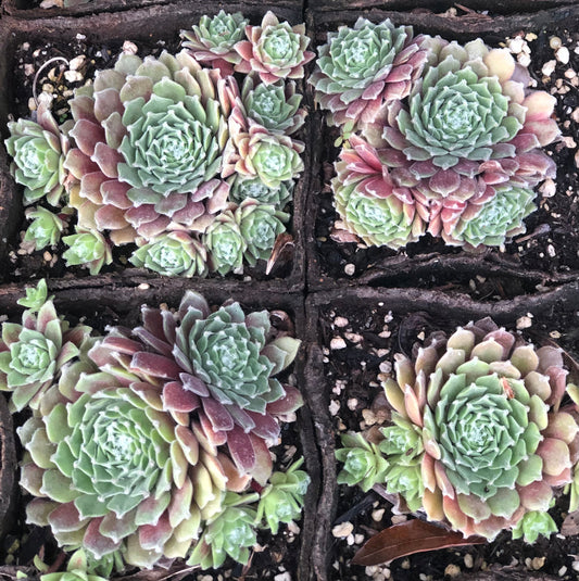 *RETAIL - Sempervivum 'Rachael'