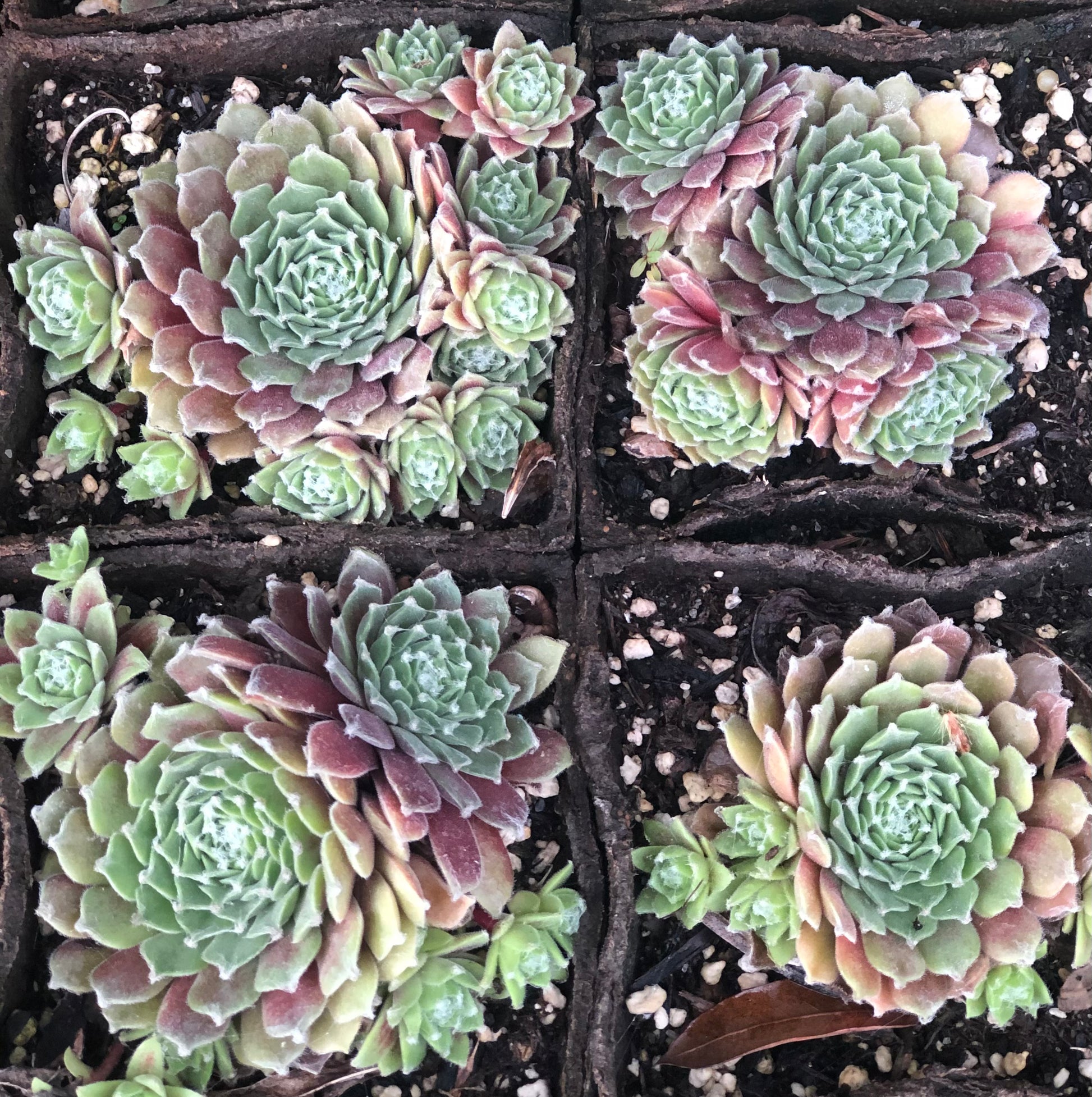 are sempervivum succulents Sempervivum 'Rachael'