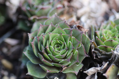 Sempervivum 'Sheba'