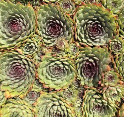 Sempervivum 'Silver Spring'