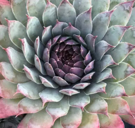 Sempervivum 'Silver Spring'