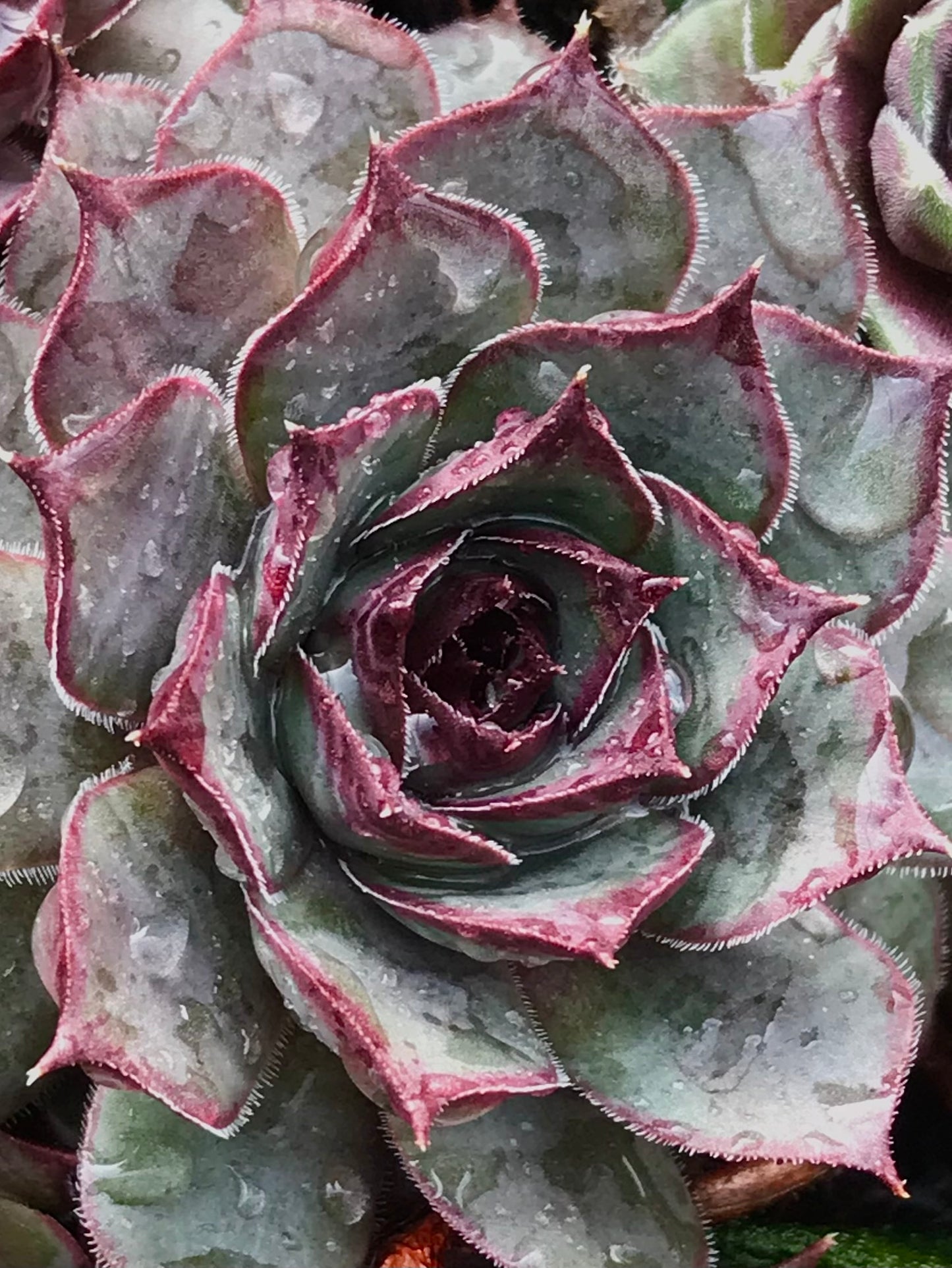Sempervivum 'Solange'