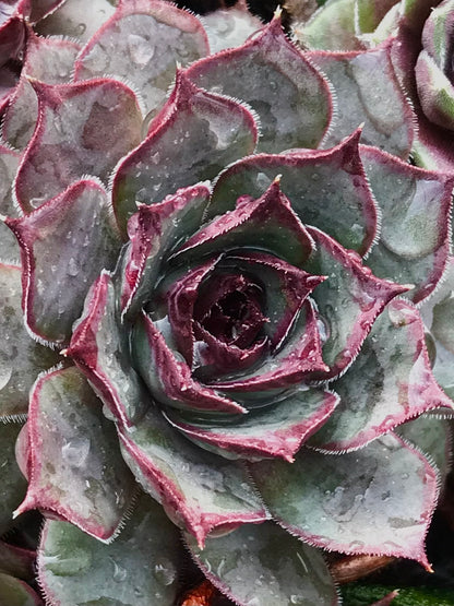 Sempervivum 'Solange'