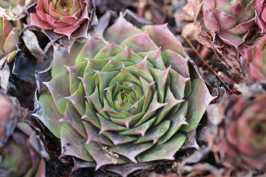 Sempervivum 'Sublime'