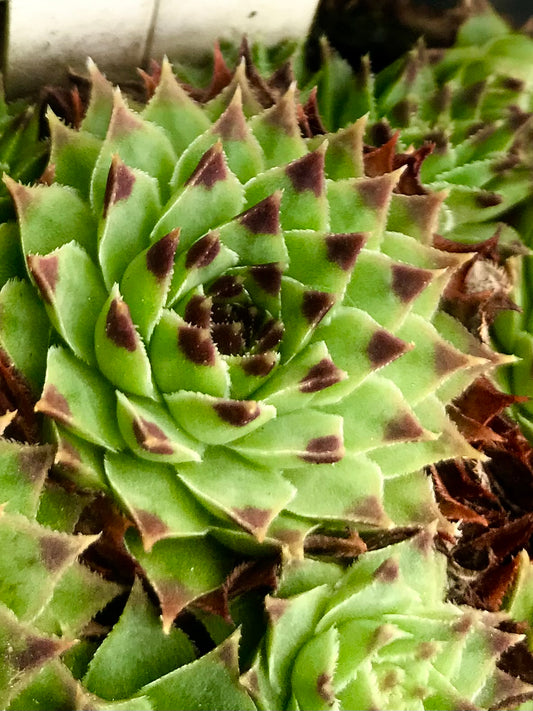 Sempervivum 'Tip Top'