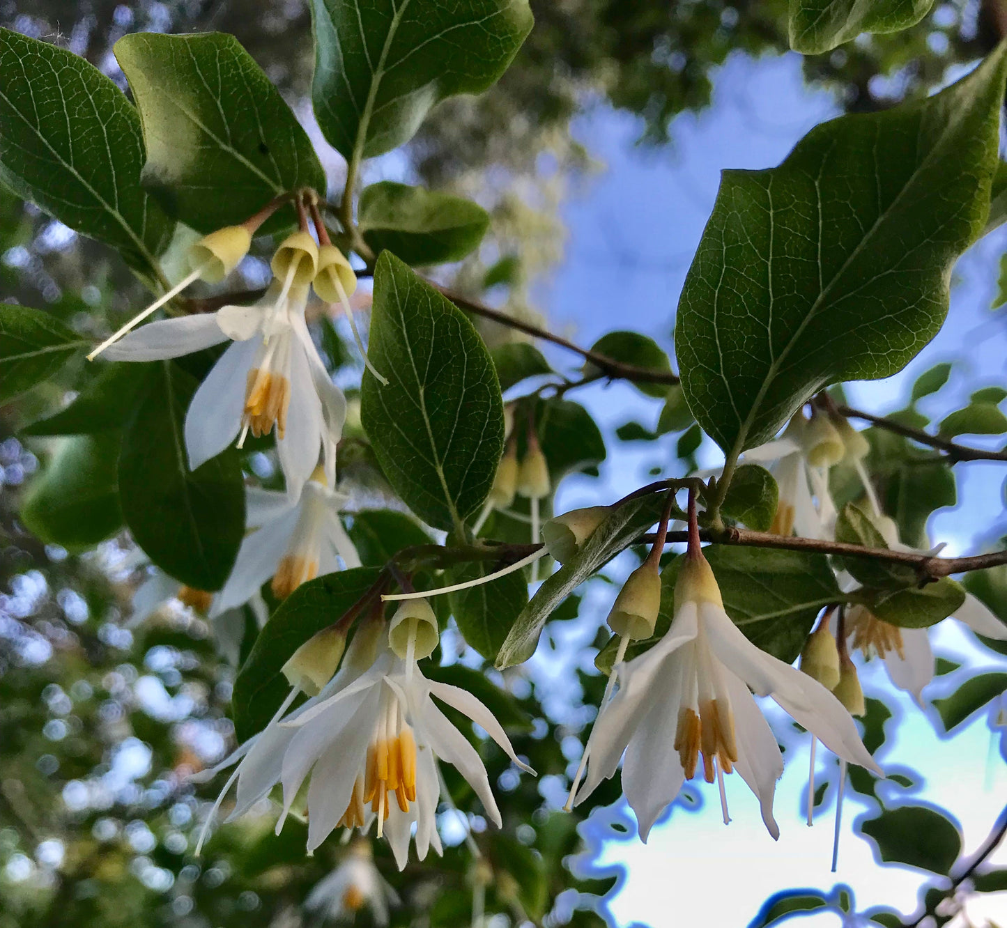 Styrax redivivus [Sugarloaf Mnt, Shasta Co.]