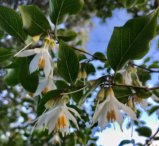 Styrax redivivus [Sugarloaf Mnt, Shasta Co.]