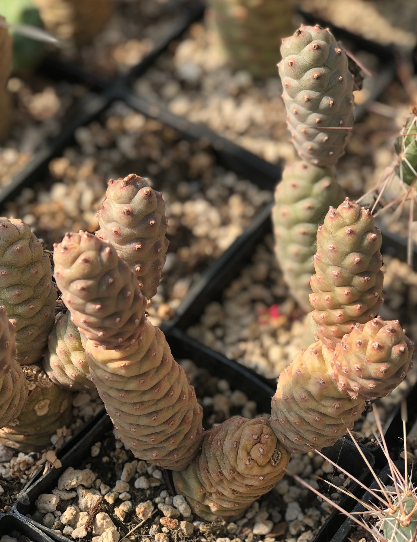 Tephrocactus articulatus var. strobiliformis