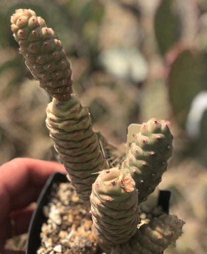 Tephrocactus articulatus var. strobiliformis