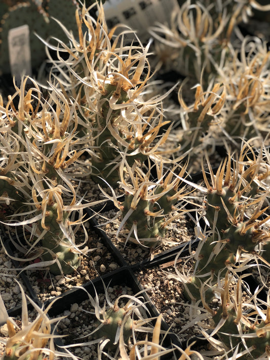 Tephrocactus articulatus 'Silver Straw'