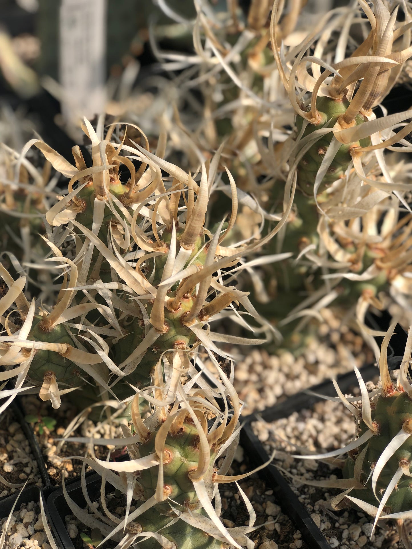 Tephrocactus articulatus 'Silver Straw'