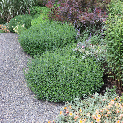 *RETAIL - Teucrium chamaedrys
