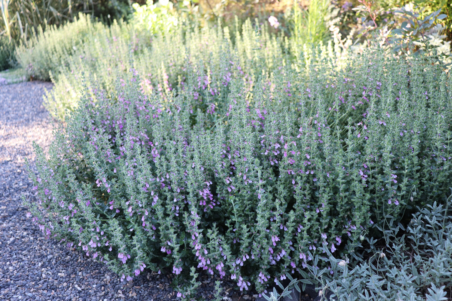 *RETAIL - Teucrium chamaedrys